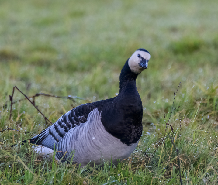 Barnacle goose credit Alex Hillier (4).jpg